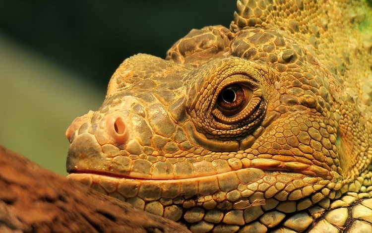 взгляд, ящерица, голова, рептилия, игуана, look, lizard, head, reptile, iguana