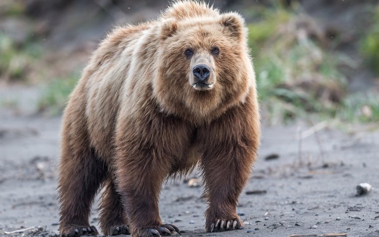 взгляд, медведь, дикая природа, бурый медведь, look, bear, wildlife, brown bear