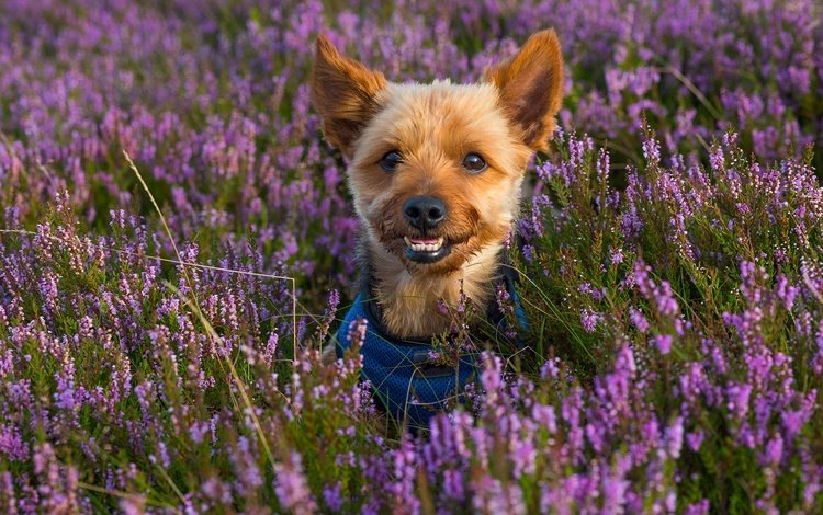 цветы, мордочка, взгляд, собака, щенок, вереск, йоркширский терьер, flowers, muzzle, look, dog, puppy, heather, yorkshire terrier
