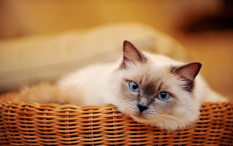 кот, мордочка, усы, кошка, взгляд, корзинка, голубоглазый, cat, muzzle, mustache, look, basket, blue-eyed