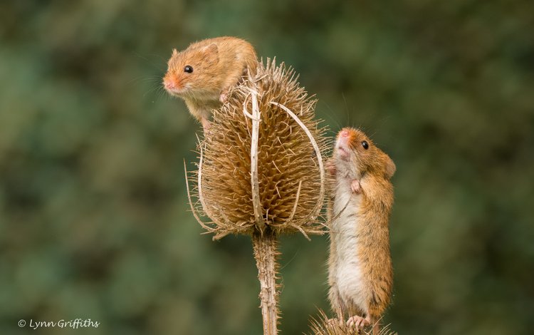 растения, размытость, мышь, мыши, грызуны, мышки, мышь-малютка, lynn griffiths, plants, blur, mouse, rodents, the mouse is tiny