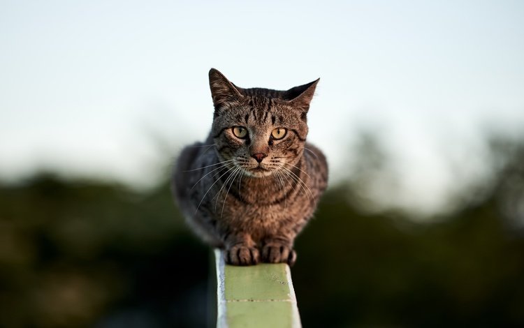 фон, кошка, сидит, перила, боке, размытый, background, cat, sitting, railings, bokeh, blurred