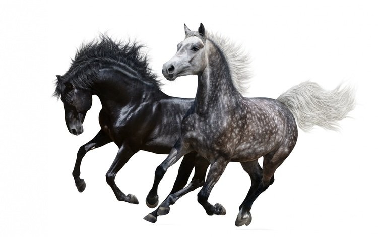 пара, белый фон, лошади, кони, грива, бег, pair, white background, horse, horses, mane, running