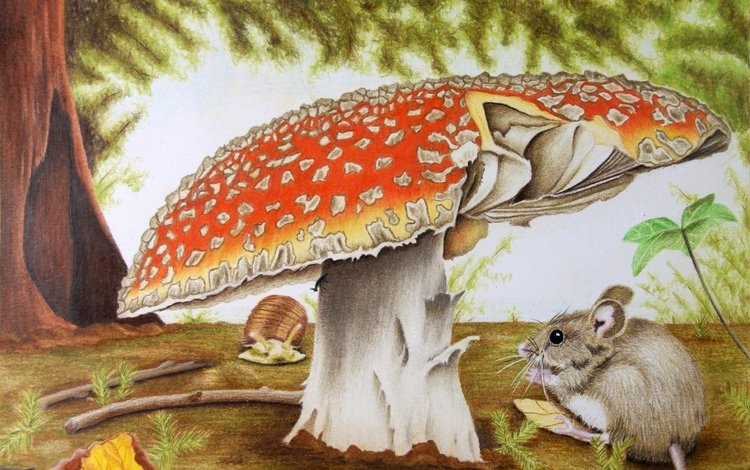 природа, гриб, мышь, чертеж, художественное произведение, nature, mushroom, mouse, drawing, artwork