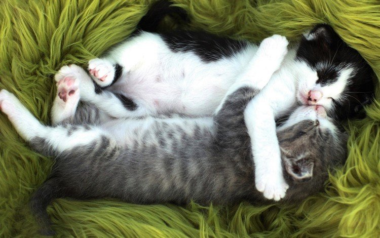 сон, парочка, кошки, спят, котята, двое, мех, sleep, a couple, cats, kittens, two, fur