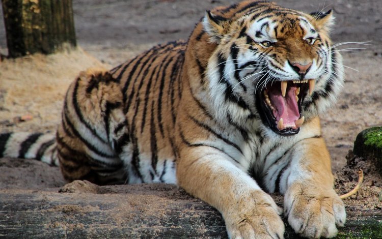 тигр, морда, взгляд, хищник, оскал, дикая кошка, tiger, face, look, predator, grin, wild cat