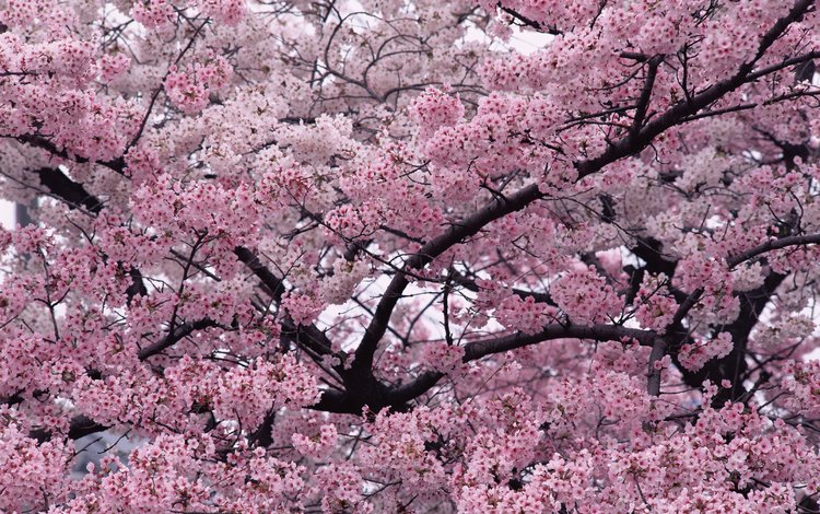 природа, дерево, ветки, весна, вишня, сакура, nature, tree, branches, spring, cherry, sakura
