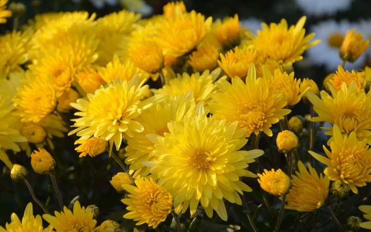 цветы, букет, желтые, хризантемы, flowers, bouquet, yellow, chrysanthemum