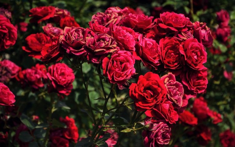 цветы, бутоны, розы, красные, куст, flowers, buds, roses, red, bush