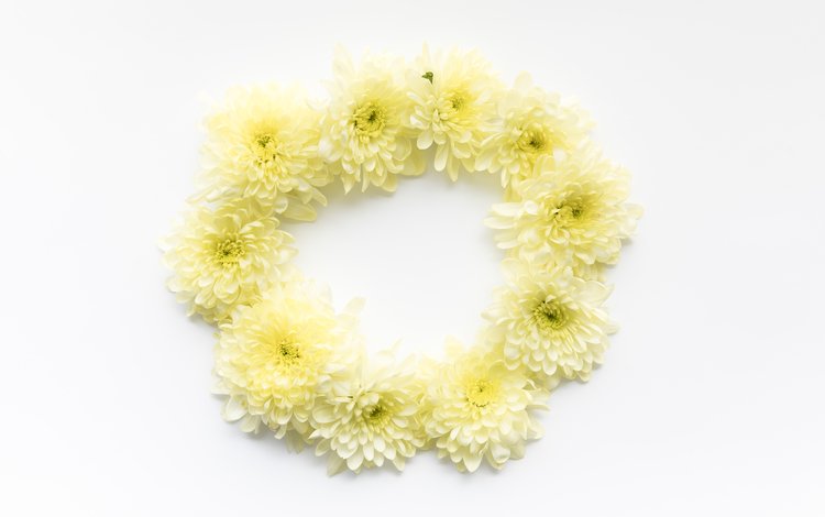 цветы, круг, хризантемы, маргаритки, flowers, round, chrysanthemum, daisy
