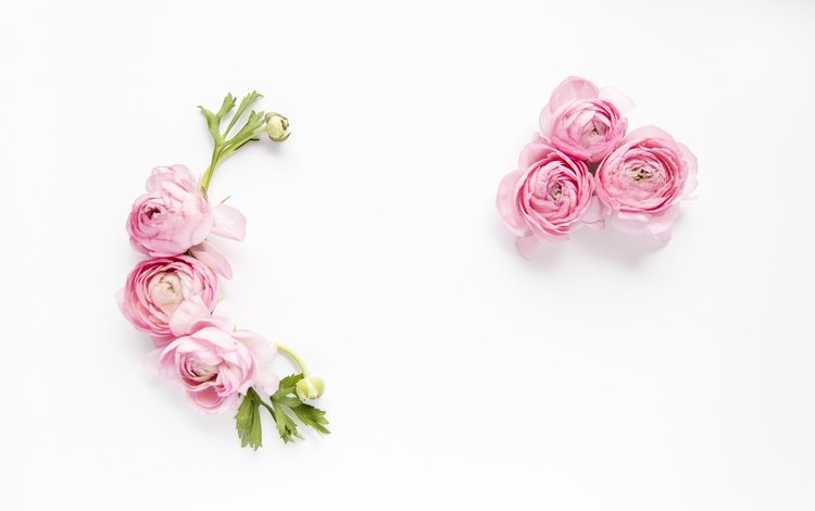 цветы, лепестки, белый фон, ранункулюс, flowers, petals, white background, ranunculus