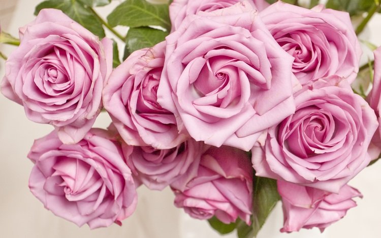 цветы, розы, лепестки, розовые, flowers, roses, petals, pink