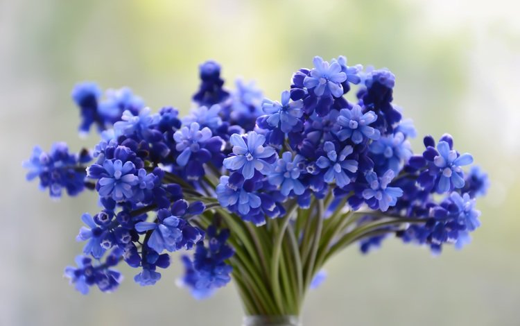 цветы, букет, синие, flowers, bouquet, blue