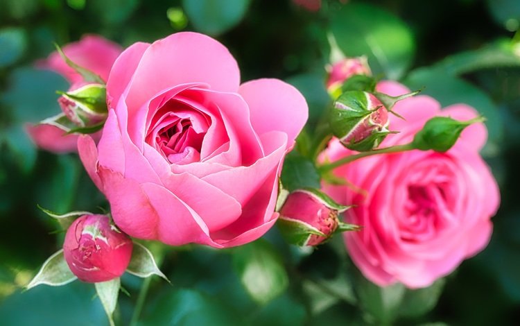 цветы, бутоны, розы, лепестки, розовые, flowers, buds, roses, petals, pink