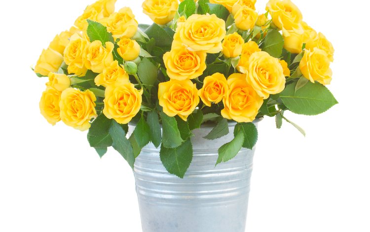 цветы, розы, букет, белый фон, желтые, ведро, flowers, roses, bouquet, white background, yellow, bucket