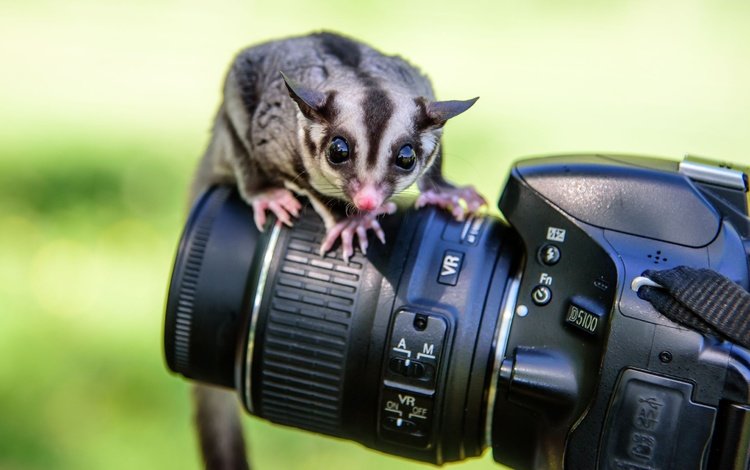 фотоаппарат, животное, камера, the camera, animal, camera