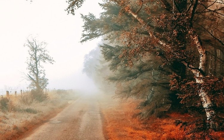 дорога, деревья, туман, поле, road, trees, fog, field