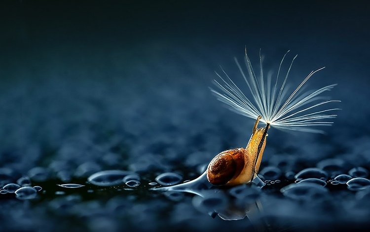 дождь, зонтик, улитка, rain, umbrella, snail