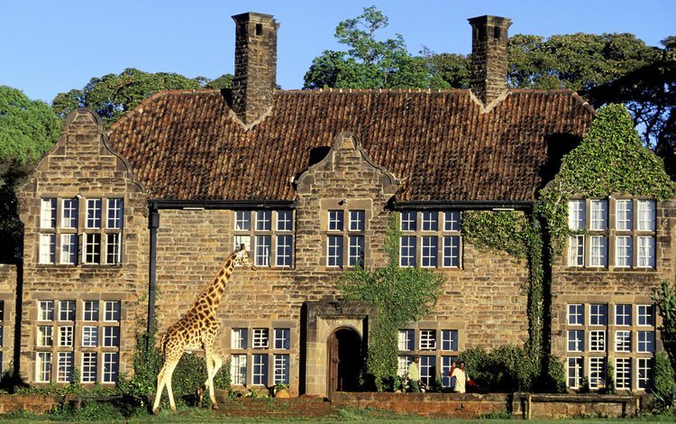 дом, здание, жираф, house, the building, giraffe