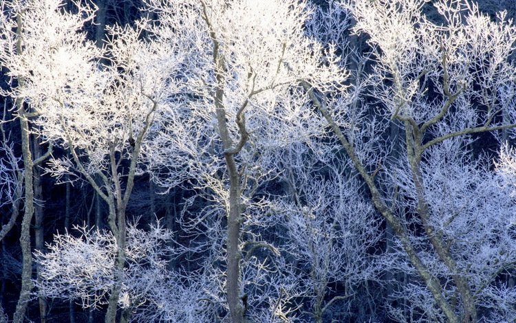 деревья, снег, природа, зима, ветки, иней, trees, snow, nature, winter, branches, frost