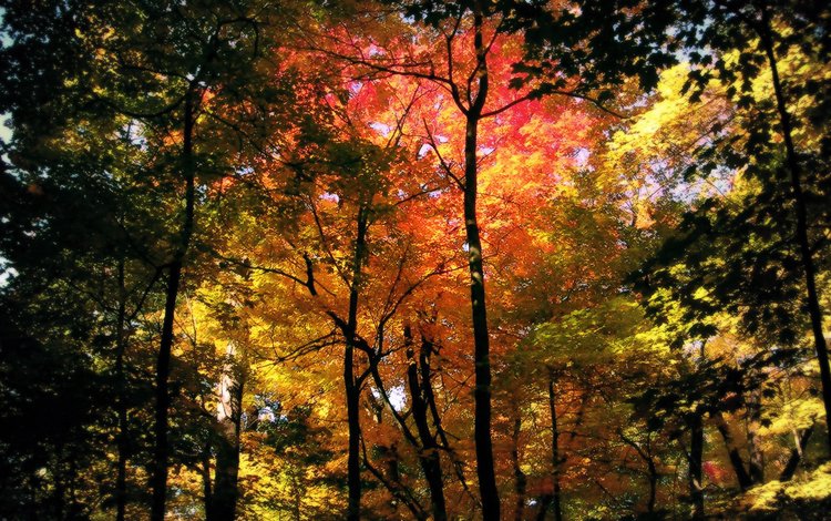 деревья, природа, лес, осень, кроны, trees, nature, forest, autumn, crown