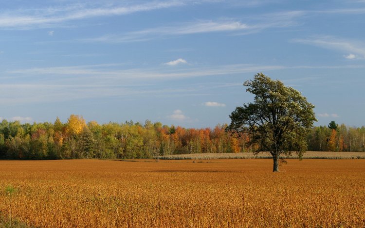 небо, деревья, поле, осень, the sky, trees, field, autumn