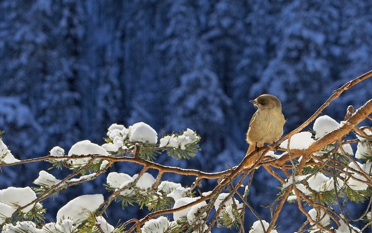 снег, хвоя, зима, ветки, птица, воробей, сосна, snow, needles, winter, branches, bird, sparrow, pine