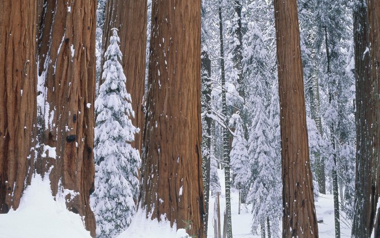 деревья, снег, природа, лес, зима, парк, секвойя, trees, snow, nature, forest, winter, park, sequoia