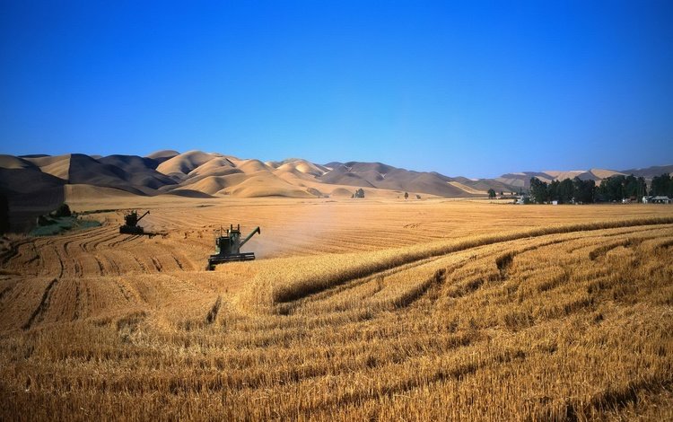 пейзаж, поле, комбаины, пшеница, landscape, field, kombain, wheat