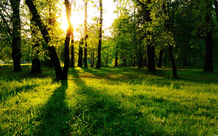 трава, деревья, лес, солнечный свет, grass, trees, forest, sunlight