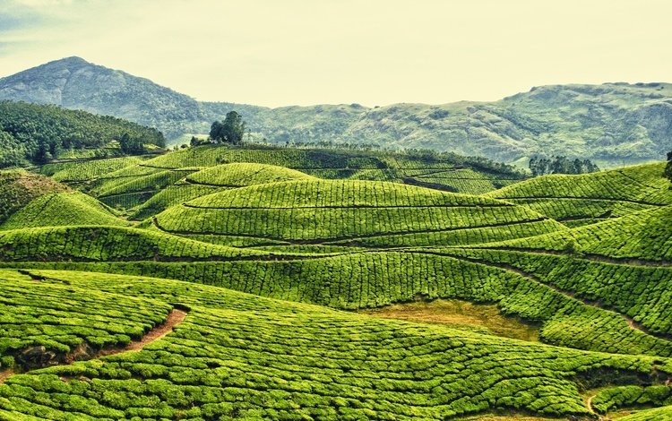 небо, горы, холмы, поле, чай, индия, плантация, чайная плантация, the sky, mountains, hills, field, tea, india, plantation, tea plantation