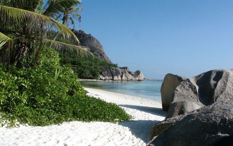 море, пляж, пальмы, отдых, остров, тропики, сейшелы, sea, beach, palm trees, stay, island, tropics, seychelles
