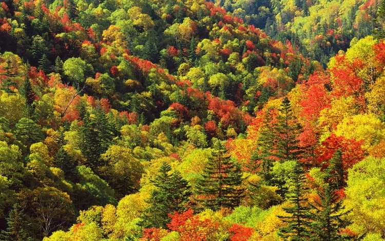 деревья, цвета, осень, склоны, палитра, trees, color, autumn, the slopes, palette