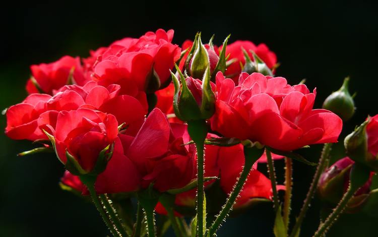цветы, бутоны, макро, розы, лепестки, красные, стебли, красные розы, flowers, buds, macro, roses, petals, red, stems, red roses
