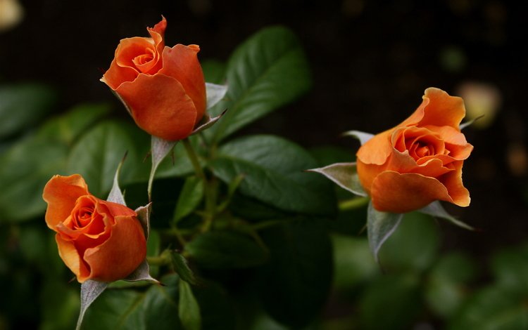 розы, букет, оранжевые, roses, bouquet, orange