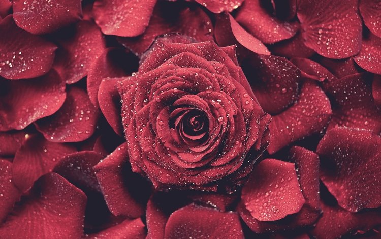 роза, лепестки, красная, бутон, капли воды, rose, petals, red, bud, water drops