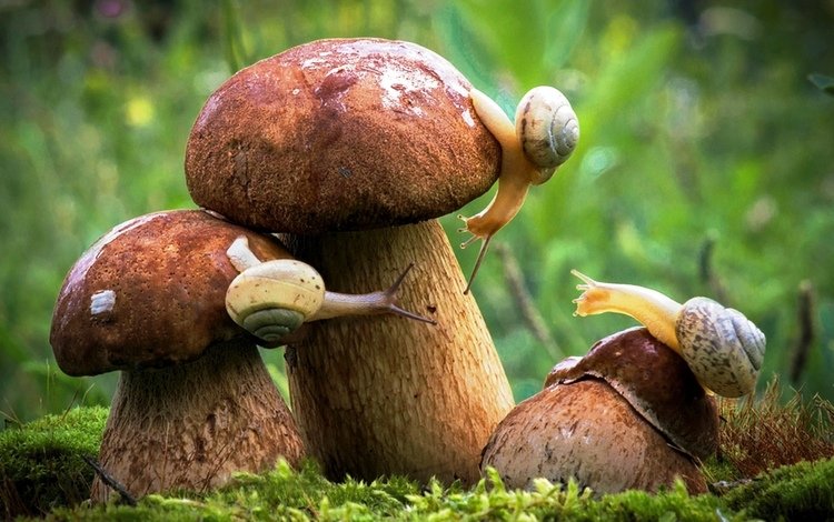 осень, грибы, улитки, autumn, mushrooms, snails