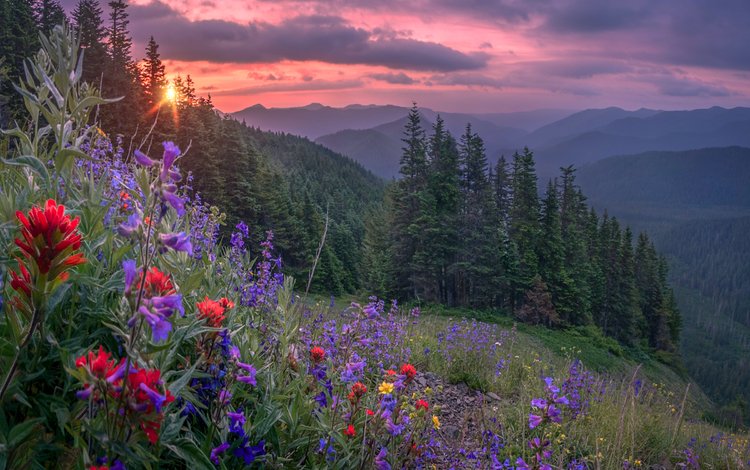 цветы, горы, лес, закат, flowers, mountains, forest, sunset