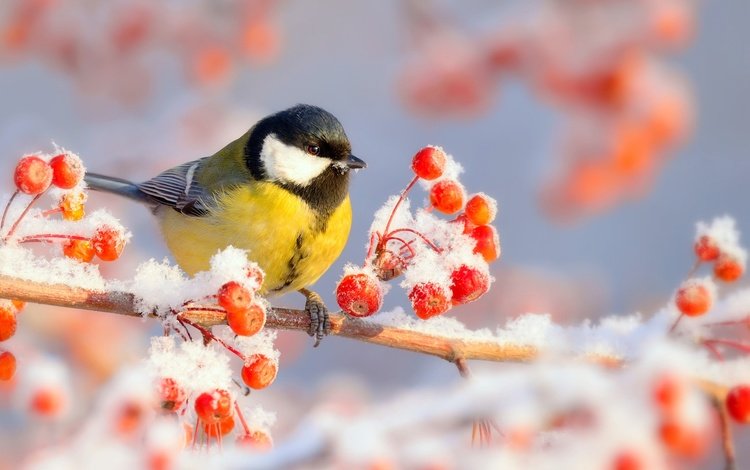 ветка, снег, природа, зима, мороз, иней, птица, ягоды, синица, tit, branch, snow, nature, winter, frost, bird, berries