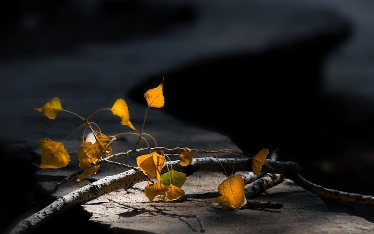 ветка, макро, осенние листья, размытый задний фон, branch, macro, autumn leaves, blurred background