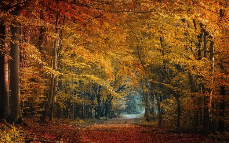 деревья, природа, лес, листья, осень, trees, nature, forest, leaves, autumn