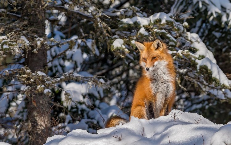снег, лес, зима, лиса, snow, forest, winter, fox