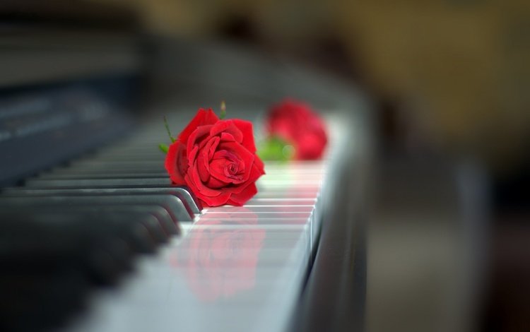 роза, клавиатура, бутон, пианино, красная роза, боке, rose, keyboard, bud, piano, red rose, bokeh