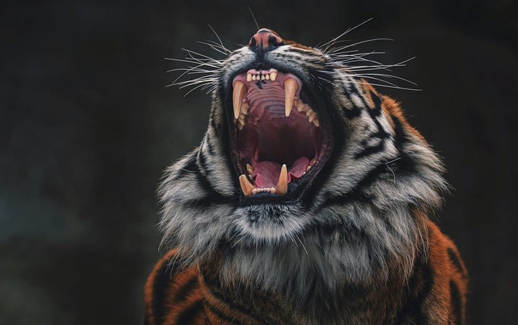 тигр, морда, кошка, язык, tiger, face, cat, language