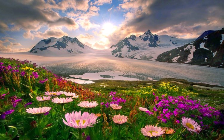 цветы, горы, снег, flowers, mountains, snow