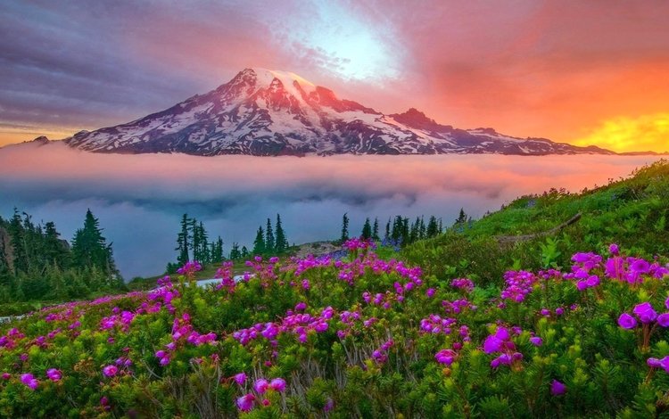 цветы, облака, гора, flowers, clouds, mountain