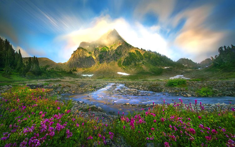 цветы, ручей, гора, flowers, stream, mountain