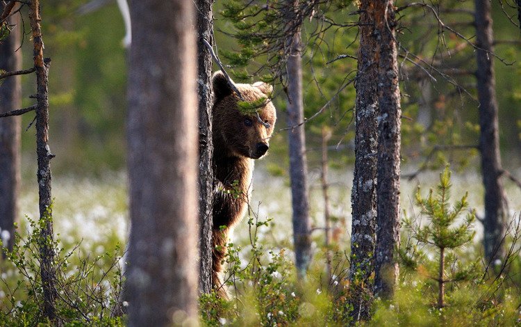 морда, выглядывает, дерево, лес, взгляд, медведь, ствол, бурый, стойка, face, peeps, tree, forest, look, bear, trunk, brown, stand