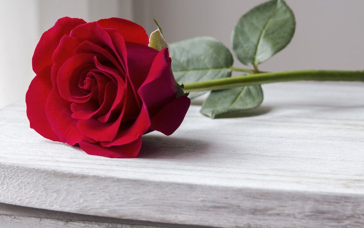 розы, роза, бутон, романтик, краcный, красная роза, дерева, красива, roses, rose, bud, romantic, red, red rose, wood, beautiful