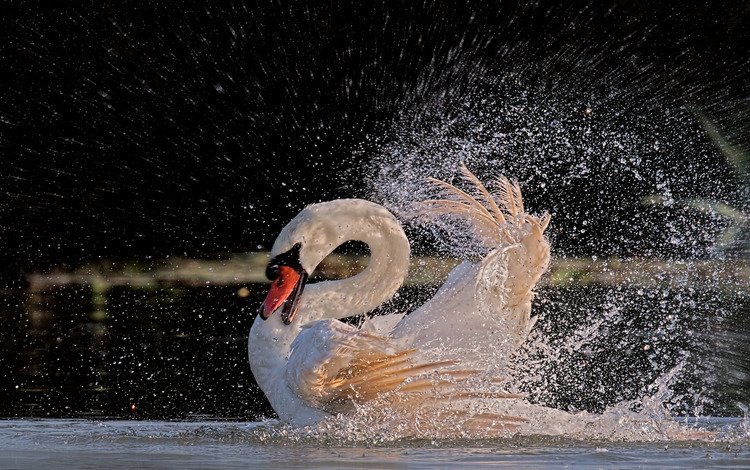 вода, брызги, птица, перья, купание, лебедь, белый лебедь, water, squirt, bird, feathers, bathing, swan, white swan
